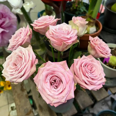 Rose rare Aquilone rosa