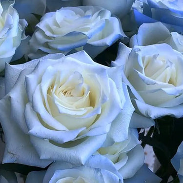 Rare Rose-Starry Galaxy Rose
