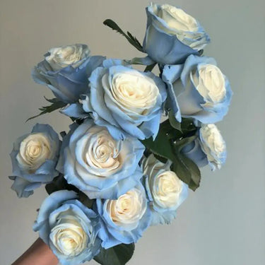 Rare Rose-Starry Galaxy Rose