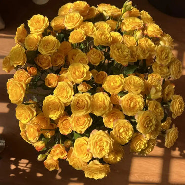 Rosa rara Emblema regale