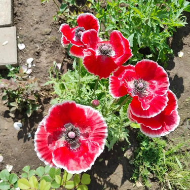Raspberry Ripple Poppy Seeds