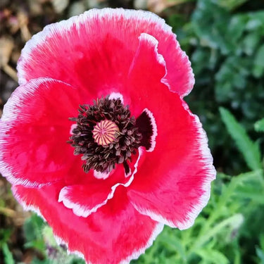 Raspberry Ripple Poppy Seeds