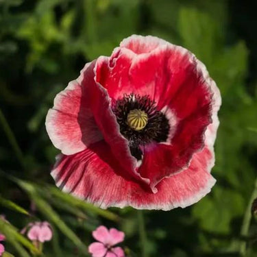 Raspberry Ripple Poppy Seeds