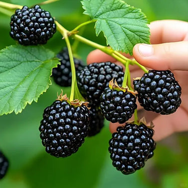 Raspberry Seeds