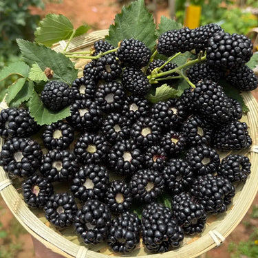 Raspberry Seeds
