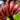 Red Banana Seeds - red banana fruit reference image