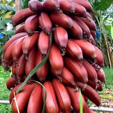 Red Banana Seeds - red banana fruit reference image