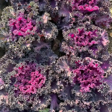 Rotkohlsamen zum Anpflanzen, leuchtend violette Köpfe