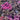 Red Cabbage Seeds for Planting, Vibrant Purple Heads