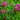 Red clover plants with deep pink flower heads
