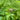 Red clover flower head and trifoliate leaves