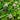 Red clover flowers growing among green foliage