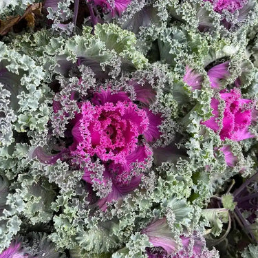 Red Cabbage Seeds for Planting, Vibrant Purple Heads