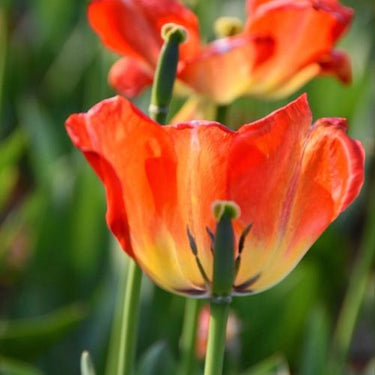 Red California Poppy Seeds