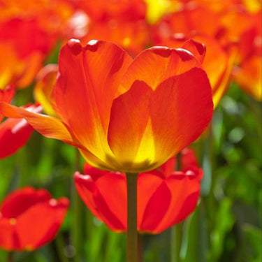 Red California Poppy Seeds
