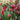 Red Calla Lily Seeds