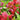 Red Calla Lily Seeds