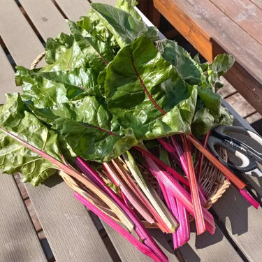 Red Chinese Kale Seeds, Vegetable Seeds for Planting