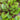 Red Chinese Kale Seeds, Vegetable Seeds for Planting