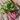 Red Chinese Kale Seeds, Vegetable Seeds for Planting