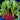 Red Chinese Kale Seeds, Vegetable Seeds for Planting