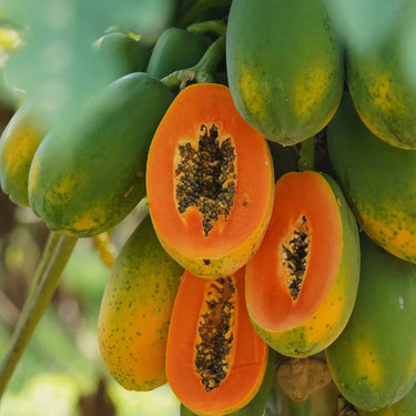 Red Lady Papaya