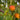 Rote Birne