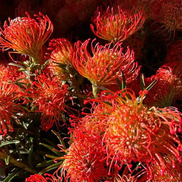 Red Pincushion Protea Seeds