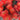 Red Pincushion Protea Seeds