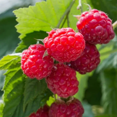 Red Raspberry