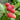 Red Raspberry