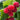 Red Raspberry