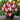 Butterfly Begonia-Red and White
