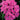 Rockin Purple Dianthus Seeds