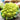 Romanesco-Brokkoli