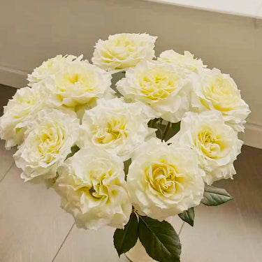 Rosa 'Butter Cup' Seeds