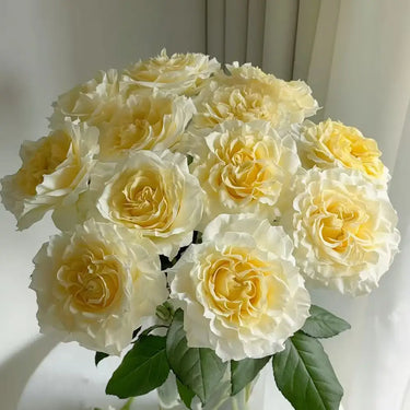Rosa 'Butter Cup' Seeds