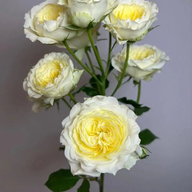 Rosa 'Butter Cup' Seeds