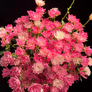 Rosa 'Tianhe Stars' Seeds