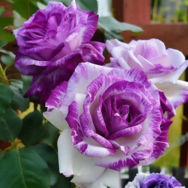 Rose Scented Jewel
