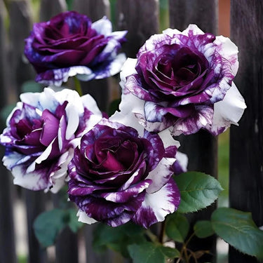 Rose Scented Jewel