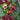 Roselle Seeds – Fuchsia