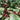 Roselle Seeds – Fuchsia