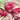 Roselle Seeds – Fuchsia