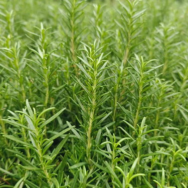 Rosemary
