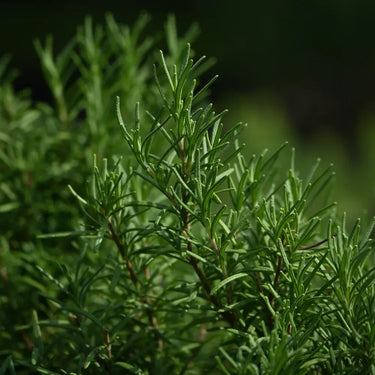 Rosemary