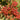 Round-Fruited Rowan
