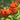 Dense orange rowan berry cluster among green leaves