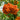 Close-up of orange rowan berries in a compact cluster