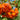 Orange rowan berries hanging from a leafy branch